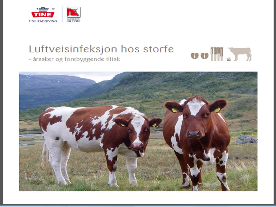 luftveisinfeksjoner hos storfe brosjyre